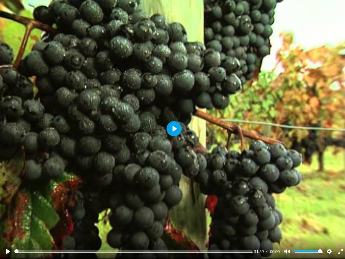 BLOG - Cocteles Towns